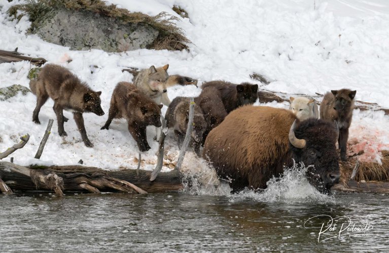 Wolves corner bison at Yellowstone