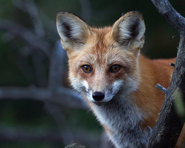 Fox Closeup