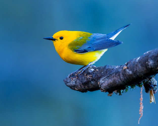 Prothonotary Warbler