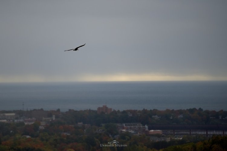 Bald Eagle over Marquette