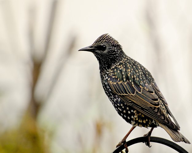 Starling-1A.jpg