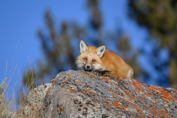 Fox on a Rock