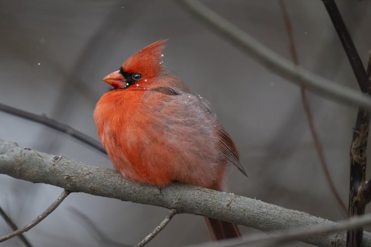 Snowflake glitter on Cardinal
