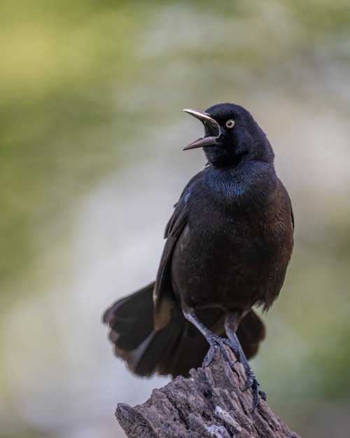 Grackle Calling Out Loud