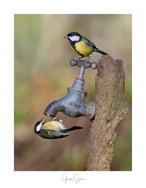 Stop Faffing About And Turn It On! - Great Tit Pair