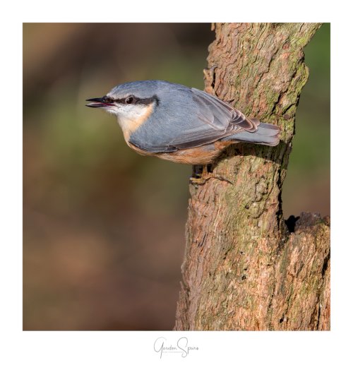 Nuthatch In Typical Pose