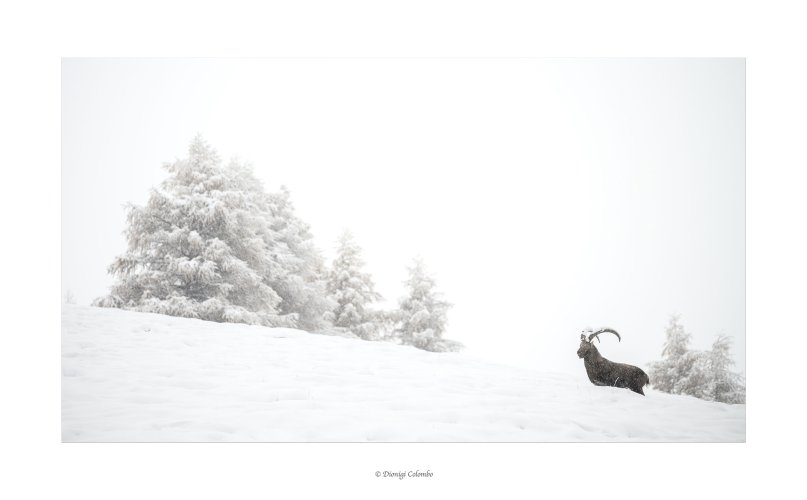 Ibex in the snow