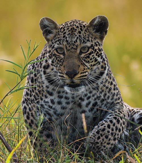 Big Cat Photos - Please share yours