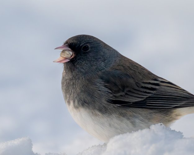 Another junco in snow
