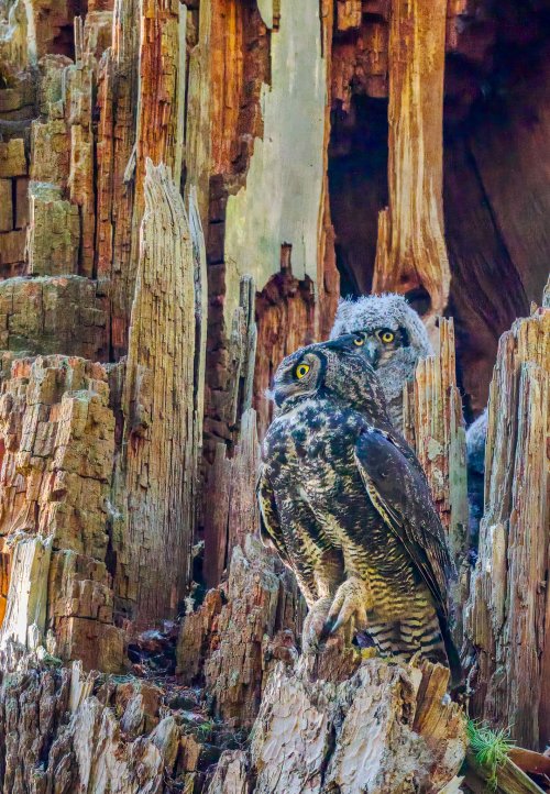 Camouflaged Owls and Other Critter Shots! Please add Yours.