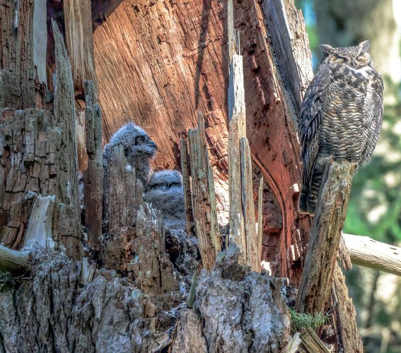 Camouflaged Owls and Other Critter Shots! Please add Yours.