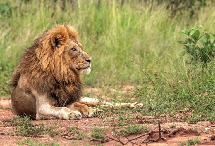 Kruger Male Lion.jpg
