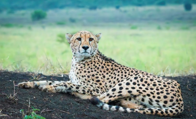 Mkuze falls Cheetah.jpg