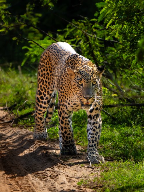 Leopard Sri Lanka 2.jpg