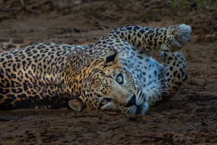 Leopard Sri Lanka.jpg