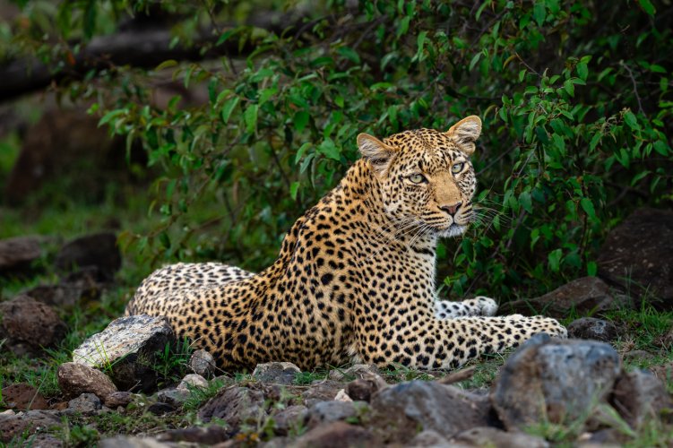 Leopard Naboisho Kenya.jpg