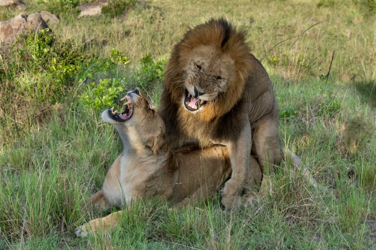 Lions mating Naboisho Kenya.jpg