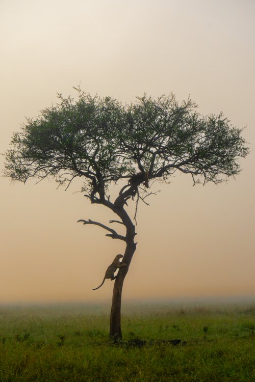 Leopard tree Kenya.jpg