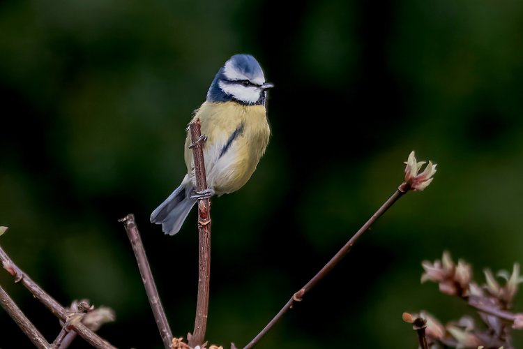 4 Common birds from England