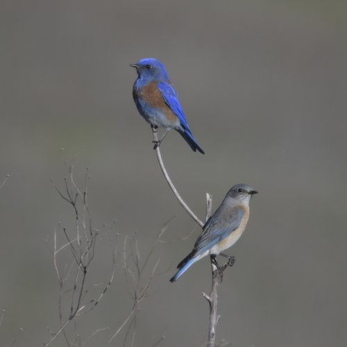 Western Bluebird pair