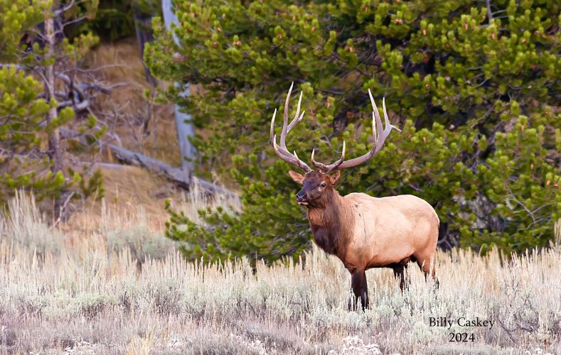 Bull Elk, Grand Teton NP, 2005