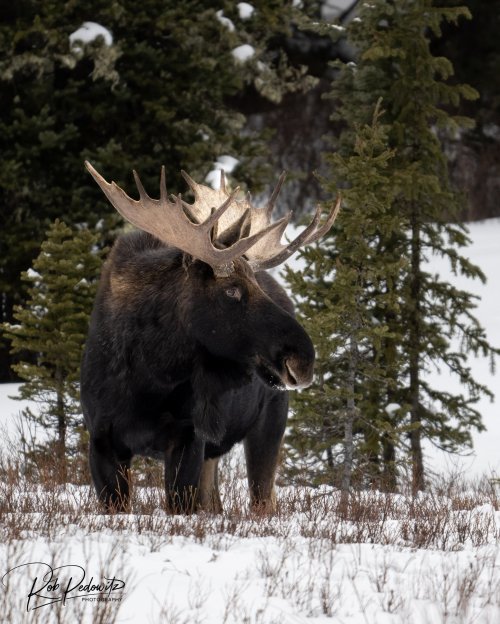 Yellowstone Bull Moose