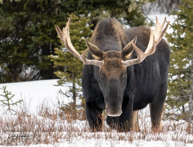 Yellowstone Bull Moose