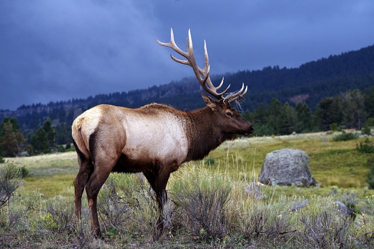 Bull Elk, Grand Teton NP, 2005