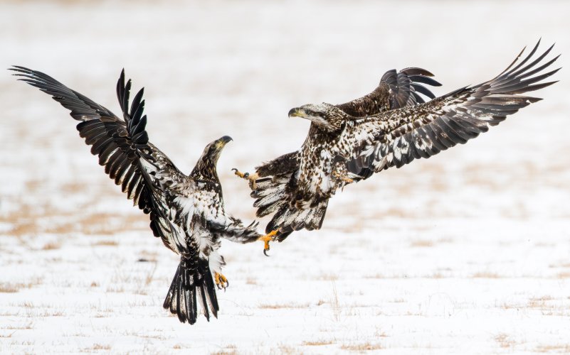 Bald Eagles Fighting Over a Carcass