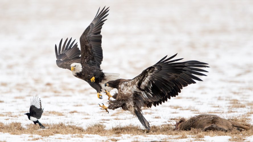 Bald Eagles Fighting Over a Carcass