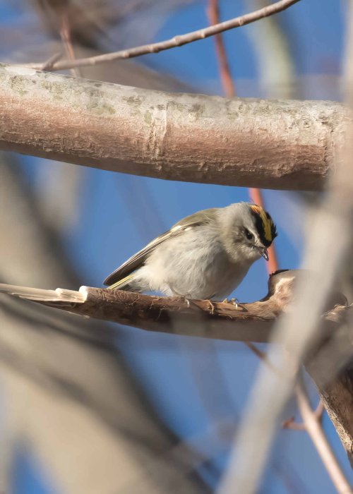 My first Golden-crowned kinglet