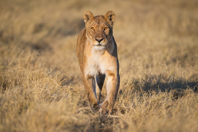 Botswana Safari Selection
