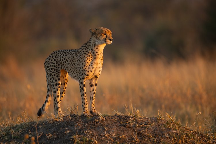 Botswana Safari Selection