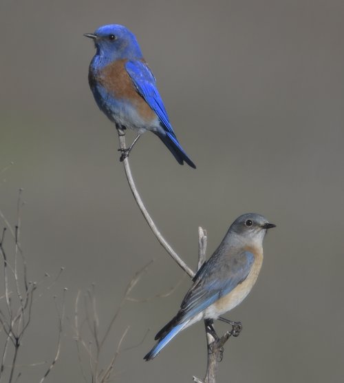 Western Bluebird pair
