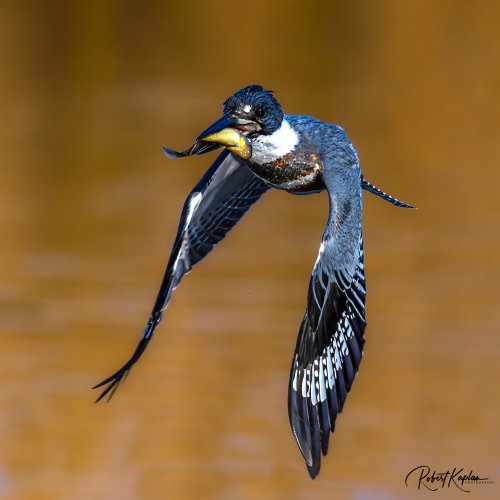 Kingfisher's takeout