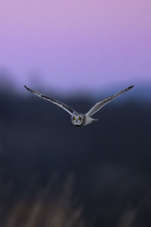 Short Eared Owls at Blue and Golden Hour