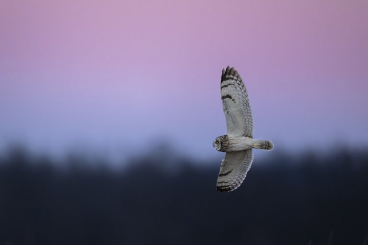 Short Eared Owls at Blue and Golden Hour