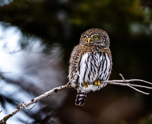 Northern Pygmy Owl in Yellowstone