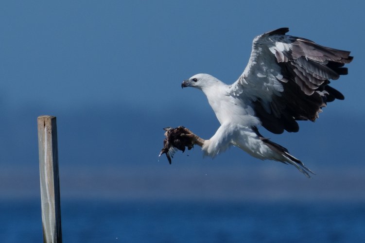 White-bellied Sea Eagle with brunch.