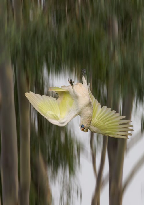 Vertical Take-Off  (parrot-style)