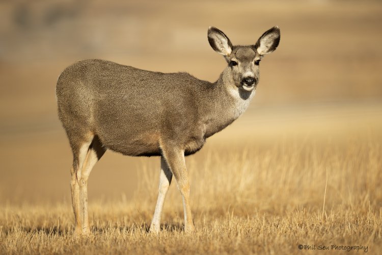 Help id deer