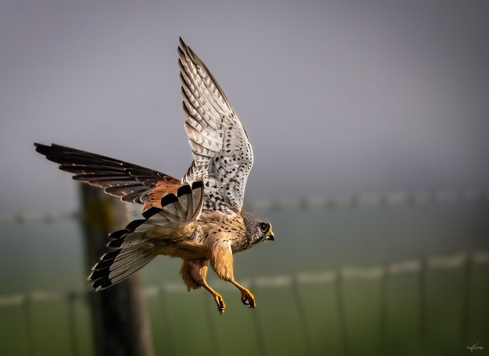 Common kestrel (Falco tinnunculus), right after take-off