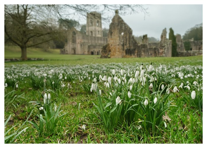 Snowdrops at Fountains Abbey