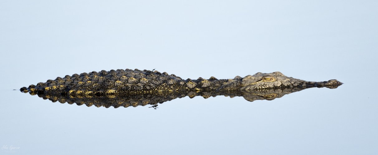 A bask and float of Nile crocodiles