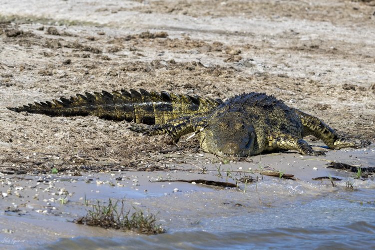 Has anyone heard of a crocodile taking on a porcupine?