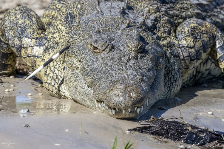 Has anyone heard of a crocodile taking on a porcupine?