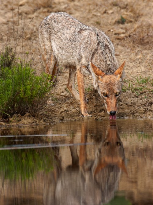 Coyote at the water hole.