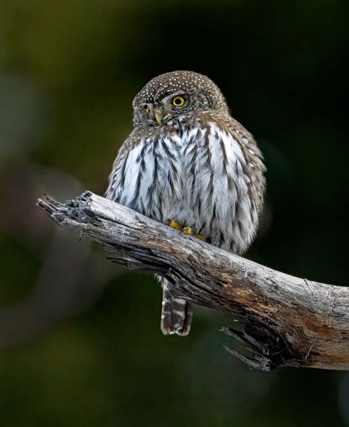 More Pygmy Owl Shots