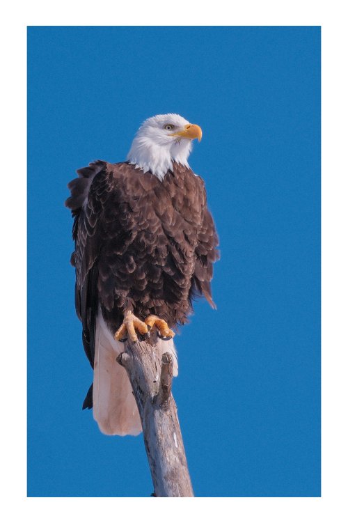 Bald eagles aplenty in Nova Scotia. Fuji x-h2.