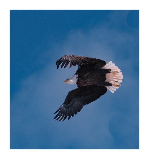 Bald eagle. Fuji x-h2.